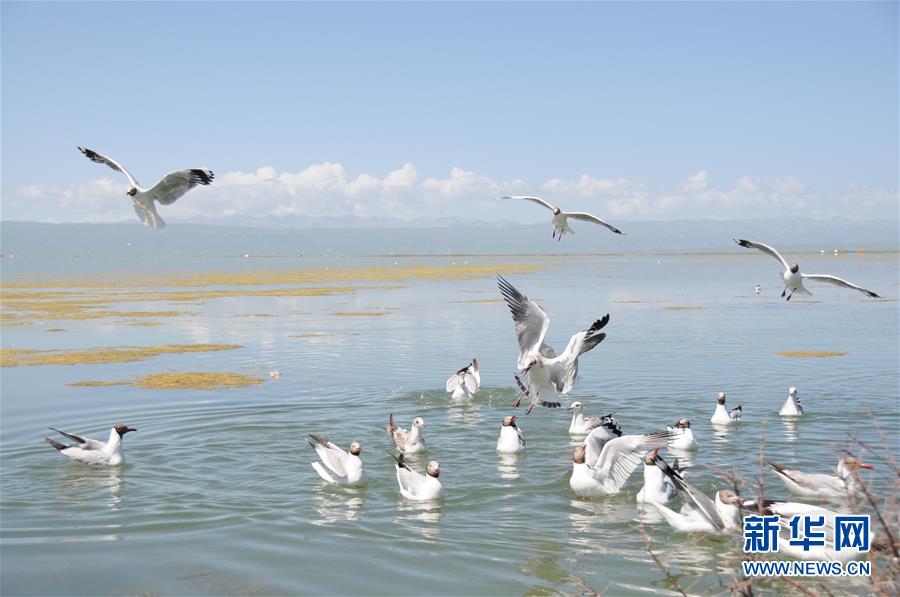（新華全媒頭條&middot;圖文互動）（10）大湖見證 &mdash;&mdash;持續(xù)保護(hù)讓青海湖生態(tài)華麗&ldquo;蝶變&rdquo;