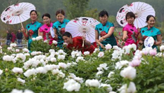 洪澤湖畔牡丹盛開 旗袍達(dá)人爭艷&ldquo;國色天香&rdquo;