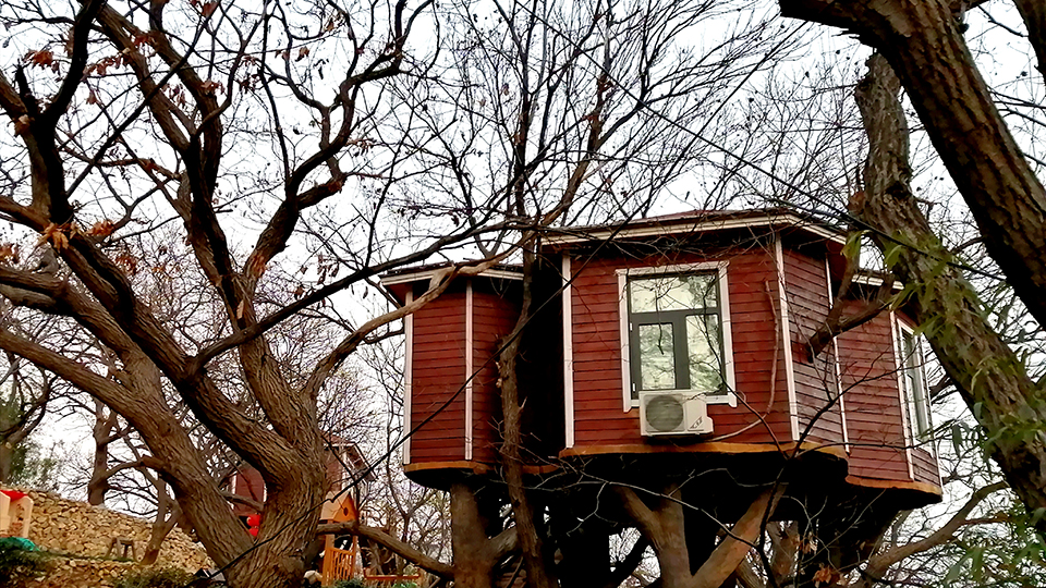 山東蒙陰：&ldquo;樹(shù)上&rdquo;的風(fēng)景