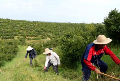 &ldquo;一畝油茶百斤油，又娶媳婦又蓋樓&rdquo;&mdash;&mdash;河南光山走上生態(tài)富民路