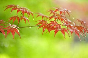 春日&ldquo;楓&rdquo;景