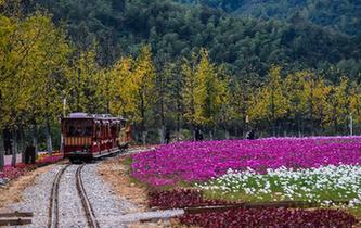 &ldquo;五彩花海&rdquo;引客來(lái)