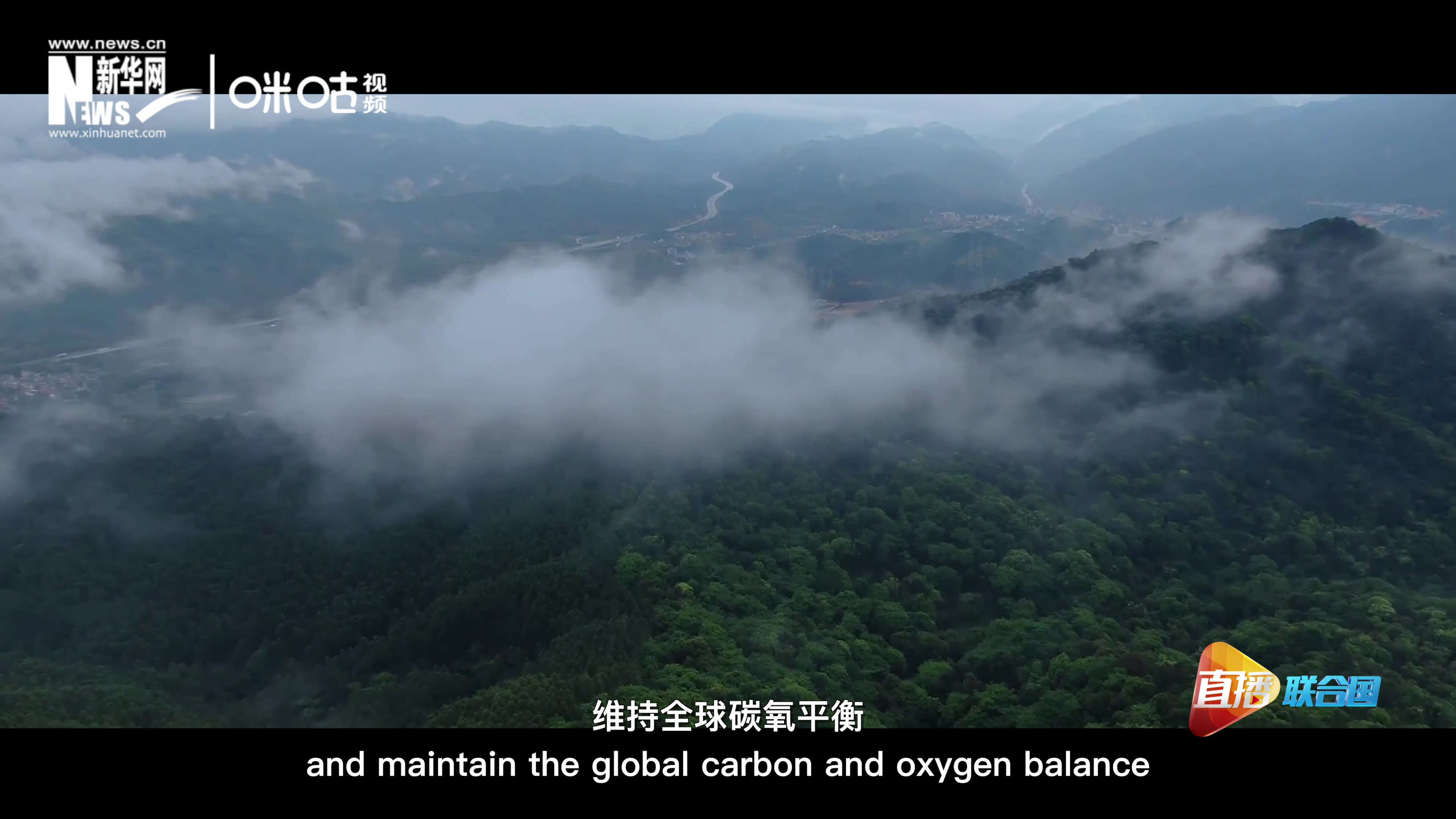 森林的碳匯可以協(xié)助減緩氣候變化，維持全球碳氧平衡