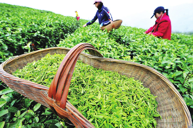 西湖龍井像LV包，原因在這里