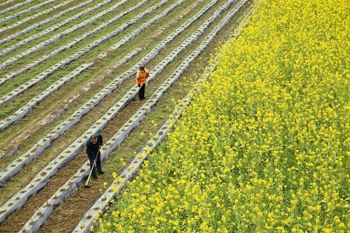 新華社評論員:防疫不誤農時，固本首在&ldquo;三農&rdquo;