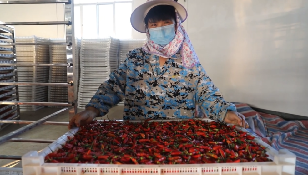 你怎么&ldquo;辣&rdquo;么好看！小辣椒映紅脫貧路