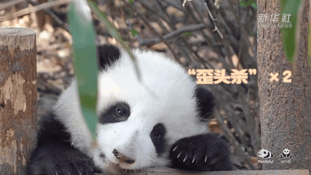 請注意，前方有滾滾發(fā)起近距離&ldquo;歪頭殺&rdquo;