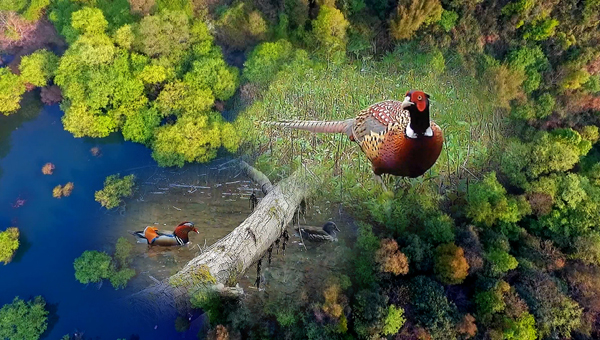 世界地球日丨神奇珍稀動(dòng)物在哪里？車(chē)八嶺國(guó)家級(jí)自然保護(hù)區(qū)走一波