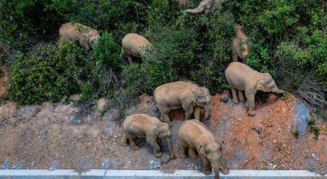 云南：野象群一路北遷&mdash;&mdash;野象家族出游 網(wǎng)友評(píng)論亮了