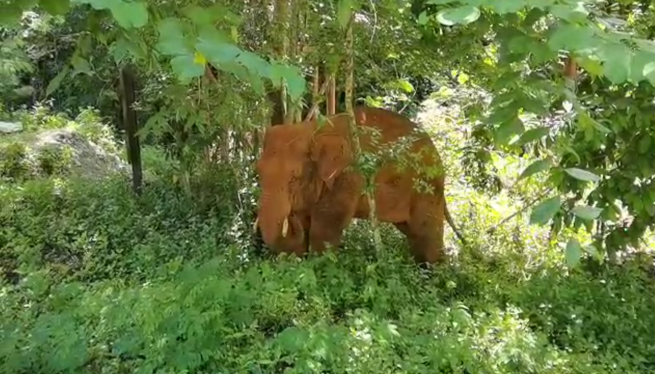 離群32天！云南北移離群獨(dú)象安全回家 專家詳解獨(dú)象&ldquo;南歸&rdquo;