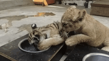 &ldquo;萌萌噠&rdquo;！虎獅&ldquo;姊妹花&rdquo;