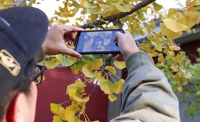 拯救你的拍照技術(shù)！五招用手機(jī)拍出唯美銀杏照