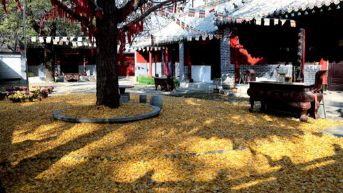 臨沂小伙回老家，爹媽往后備箱里塞活豬