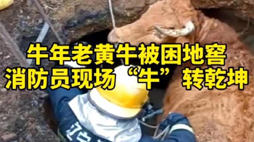 牛年老黃牛被困地窖，消防員現(xiàn)場(chǎng)&ldquo;牛&rdquo;轉(zhuǎn)乾坤！