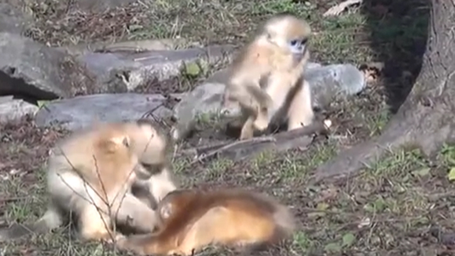 陜西：動物個體識別系統(tǒng)可精準識別&ldquo;猴臉&rdquo;