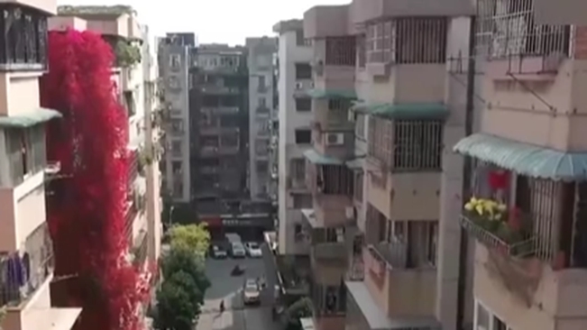 廣州一棵&ldquo;粉紅瀑布&rdquo;飛流直下九層樓