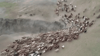 新疆福?？h43萬牲畜踏上夏季轉場路