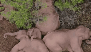 &ldquo;象&rdquo;往何處？ 亞洲象的&ldquo;正確睡姿&rdquo;什么樣？