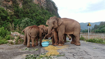 大象去哪兒？ 昨天野象群在玉溪易門活動