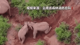 &ldquo;象&rdquo;往何方？野象群持續(xù)向南行進(jìn)