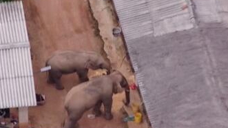 圈粉無數的&ldquo;大象旅行團&rdquo;走到哪兒了？