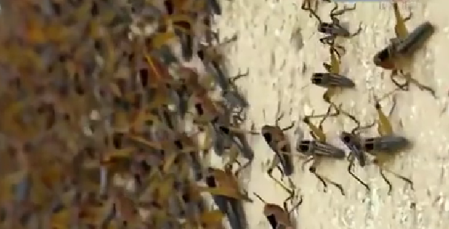 恐怖！ 漫天飛舞 俄邊疆區(qū)遭蝗蟲、瓢蟲侵襲