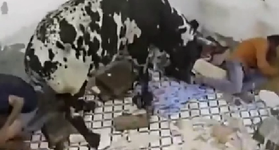 驚嚇！ 印度公牛打架沖進(jìn)屋子 男子奪門而出