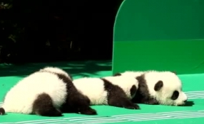 &ldquo;萌神&rdquo;駕到！新生熊貓寶寶&ldquo;C位&rdquo;亮相