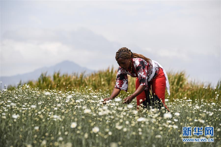 （國(guó)際&middot;中非合作論壇）（2）中國(guó)技術(shù)讓肯尼亞除蟲(chóng)菊種植者受益頗多