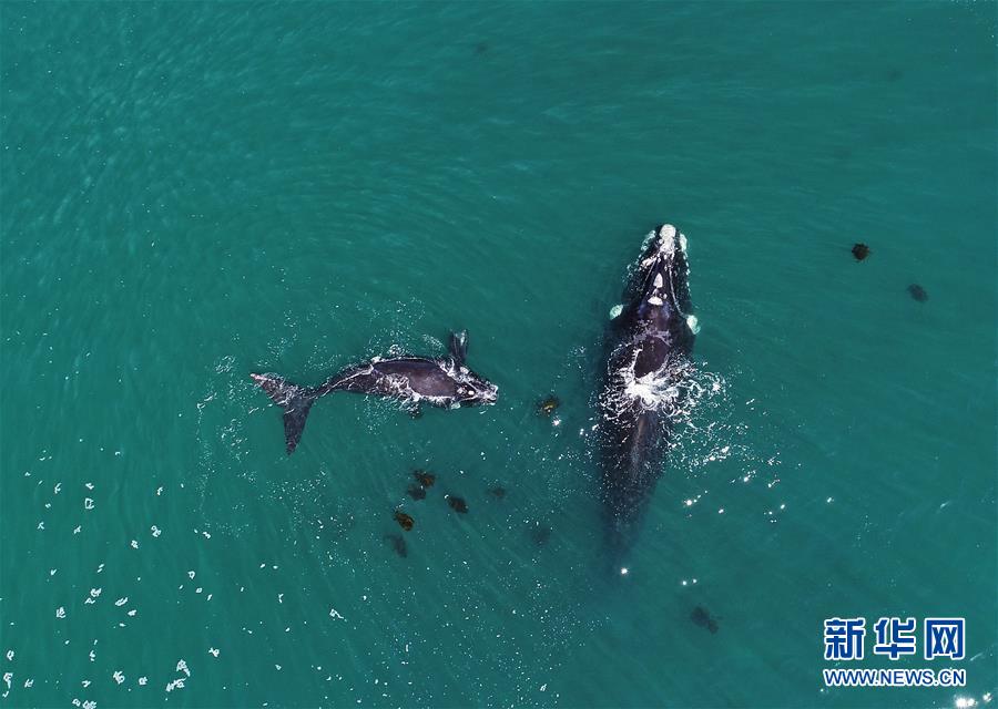 （國(guó)際）（4）第27屆鯨魚節(jié)南非赫曼紐斯開(kāi)幕