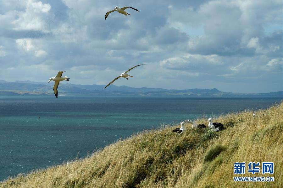 （國(guó)際&middot;圖文互動(dòng)）（8）通訊：探訪(fǎng)新西蘭泰厄羅阿角信天翁之家