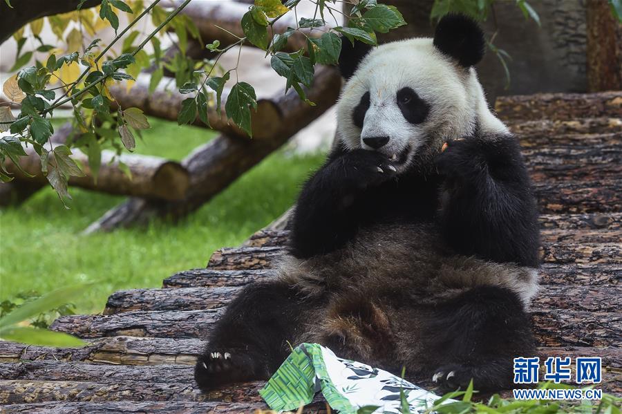 （國(guó)際）（1）莫斯科動(dòng)物園為大熊貓&ldquo;如意&rdquo;和&ldquo;丁丁&rdquo;慶生