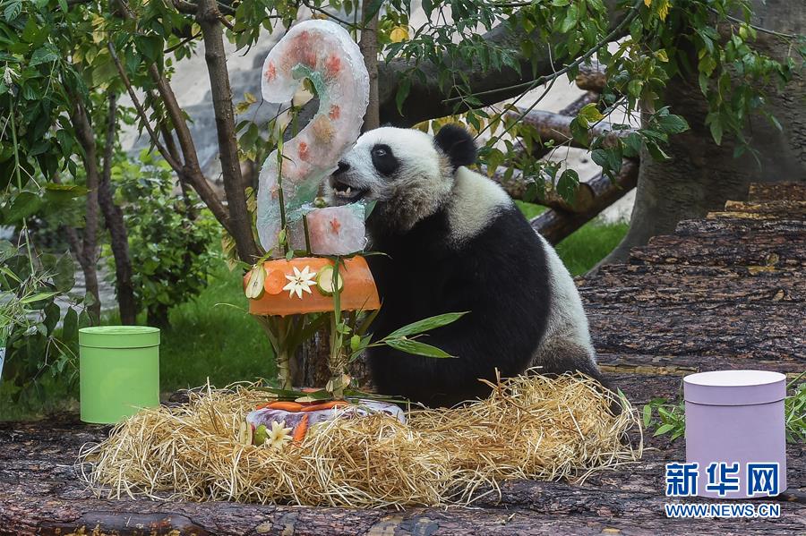 （國(guó)際）（3）莫斯科動(dòng)物園為大熊貓&ldquo;如意&rdquo;和&ldquo;丁丁&rdquo;慶生