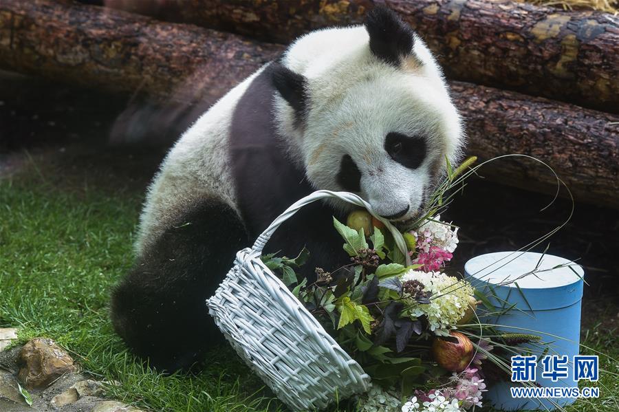 （國(guó)際）（4）莫斯科動(dòng)物園為大熊貓&ldquo;如意&rdquo;和&ldquo;丁丁&rdquo;慶生