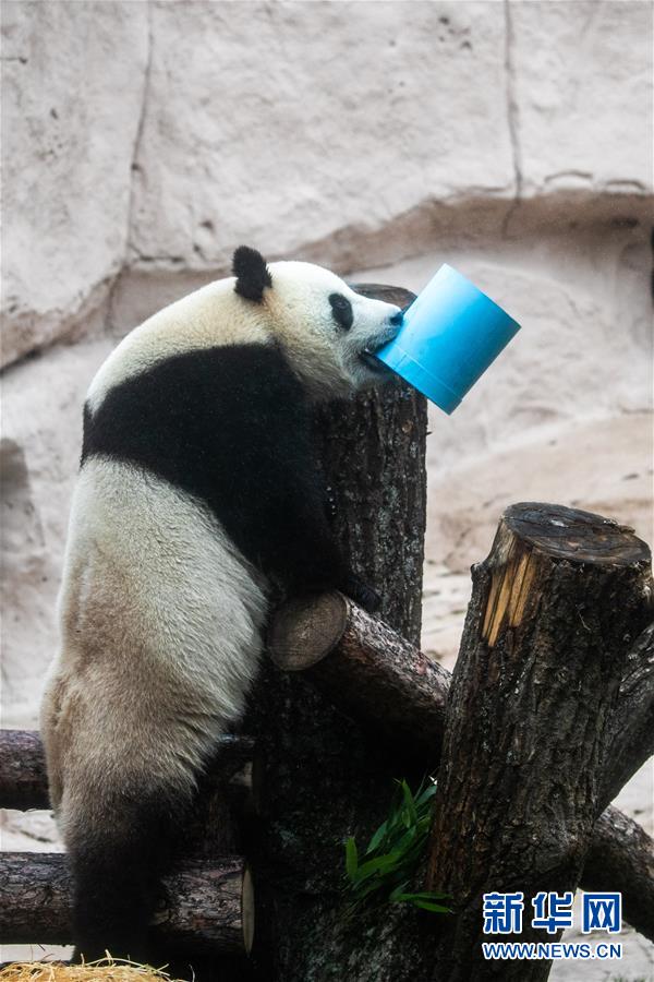 （國際）（6）莫斯科動物園為大熊貓&ldquo;如意&rdquo;和&ldquo;丁丁&rdquo;慶生