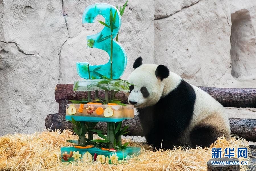 （國際）（9）莫斯科動物園為大熊貓&ldquo;如意&rdquo;和&ldquo;丁丁&rdquo;慶生