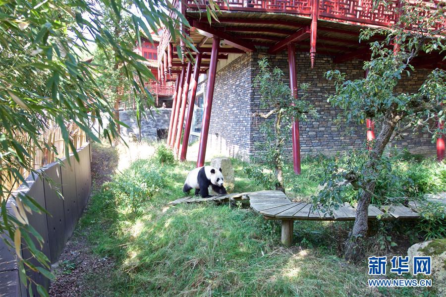 （國(guó)際&middot;圖文互動(dòng)）（4）旅荷大熊貓寶寶取名&ldquo;梵星&rdquo;