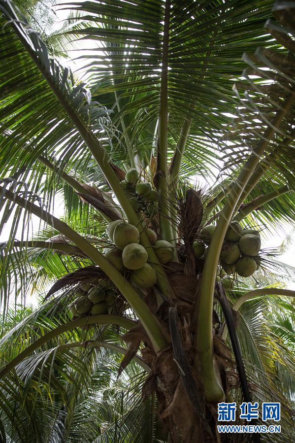 （第三屆進博會&middot;圖文互動）（6）通訊：椰香飄進進博會 市場開放共繁榮&mdash;&mdash;一名泰國椰商的心聲