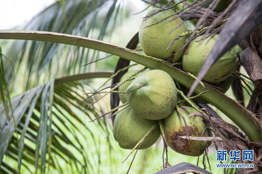 （第三屆進博會&middot;圖文互動）（8）通訊：椰香飄進進博會 市場開放共繁榮&mdash;&mdash;一名泰國椰商的心聲