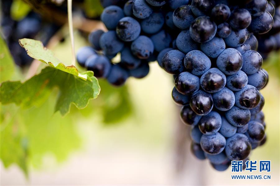 （第三屆進(jìn)博會&middot;圖文互動）（4）專訪：進(jìn)博會是了解中國市場的好機會&mdash;&mdash;訪澳大利亞諾瓦維塔葡萄酒集團創(chuàng)始人卡臣