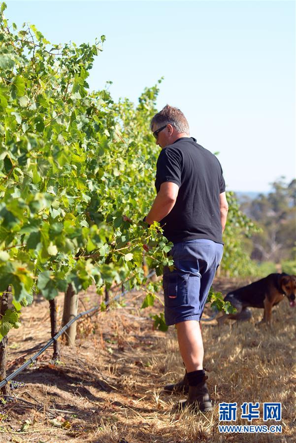 （第三屆進(jìn)博會&middot;圖文互動）（8）專訪：進(jìn)博會是了解中國市場的好機會&mdash;&mdash;訪澳大利亞諾瓦維塔葡萄酒集團創(chuàng)始人卡臣