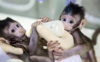 重大突破！兩只克隆猴在中國誕生